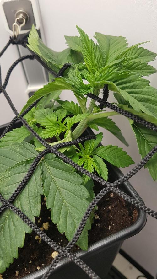 White coconut pie. Week 3