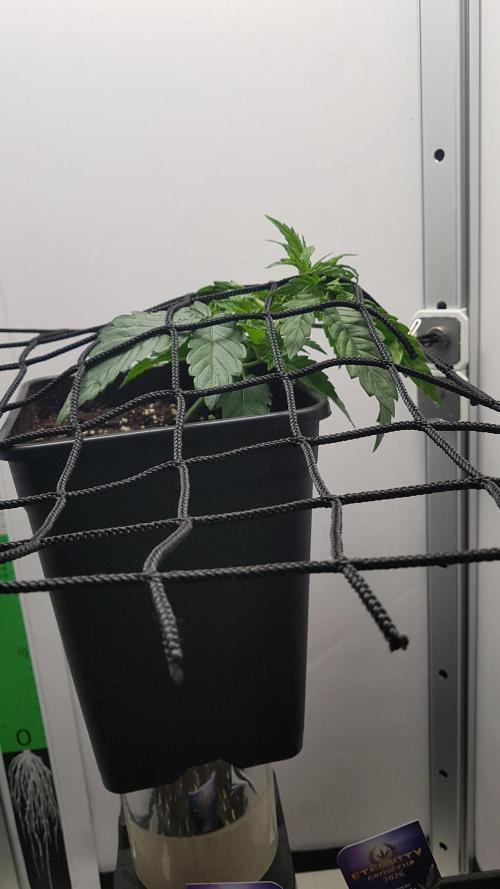 White coconut pie. Week 3