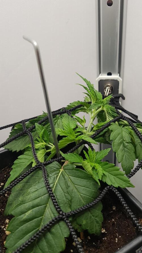 White coconut pie. Week 3