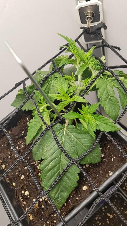 White coconut pie. Week 3