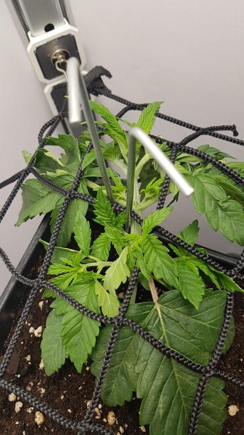 White coconut pie. Week 3