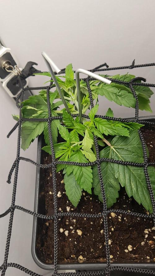 White coconut pie. Week 3