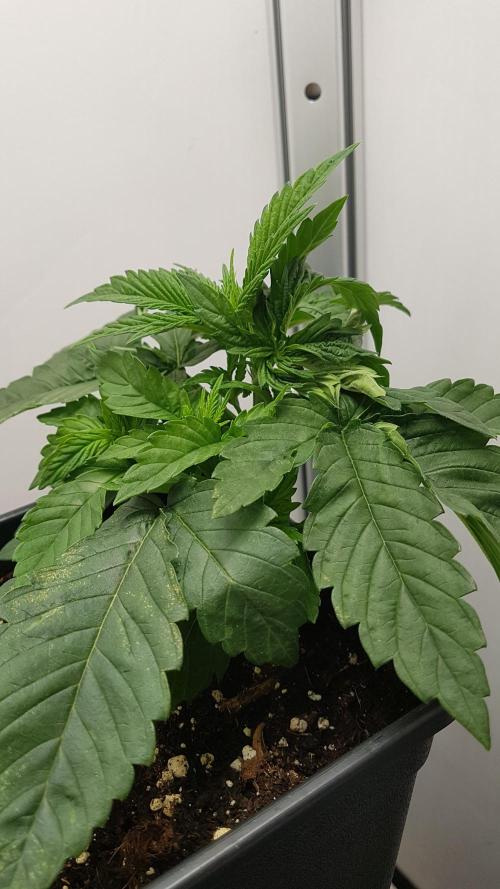 White coconut pie. Week 3