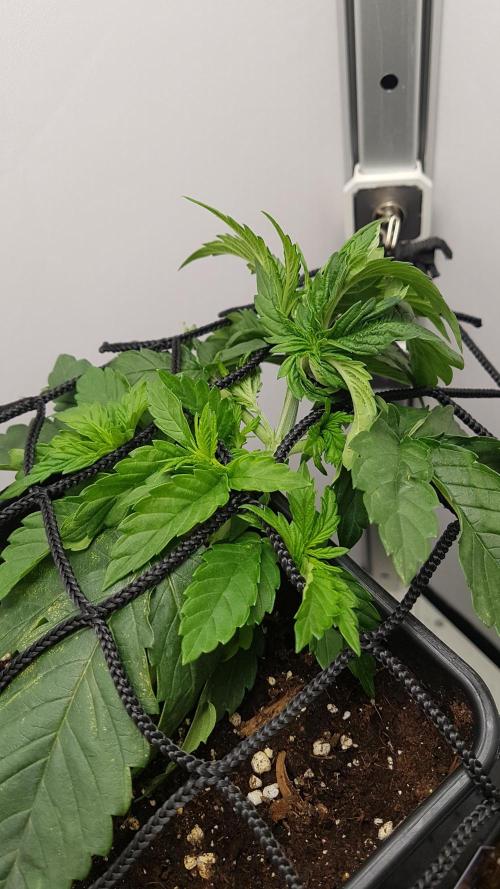 White coconut pie. Week 3