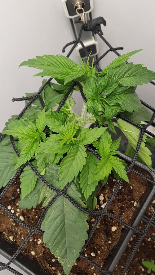 White coconut pie. Week 3