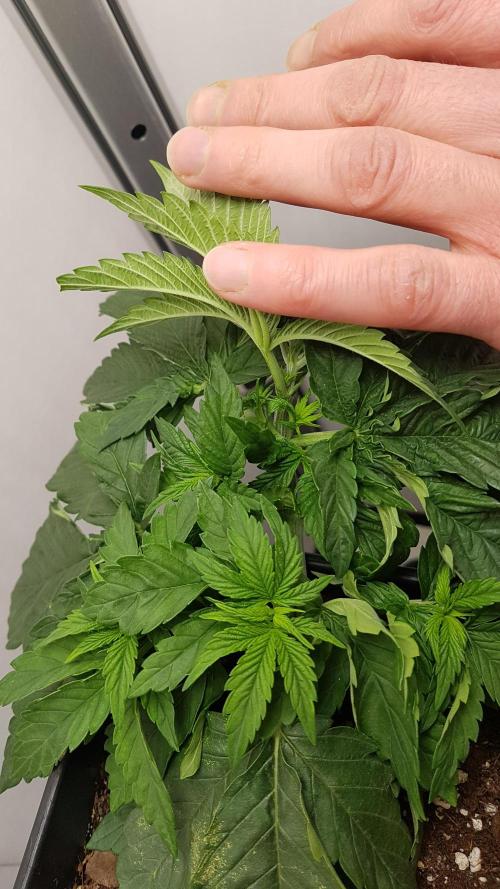 White coconut pie. Week 3