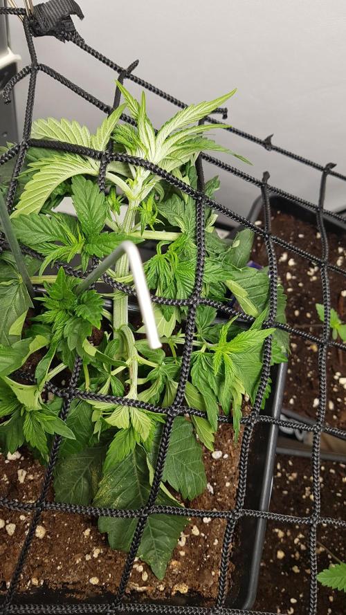 White coconut pie. Week 3