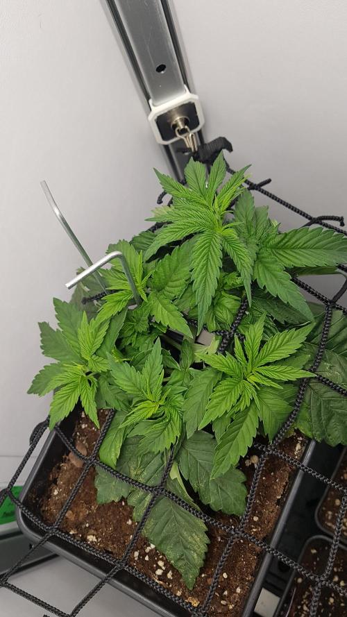 White coconut pie. Week 3