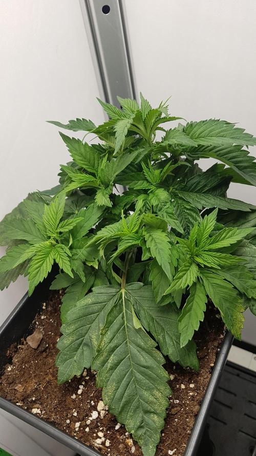 White coconut pie. Week 3