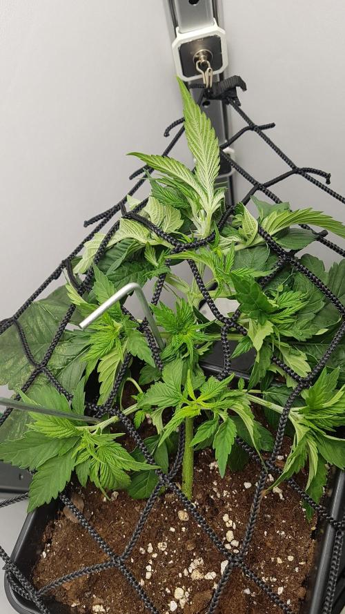 White coconut pie. Week 3