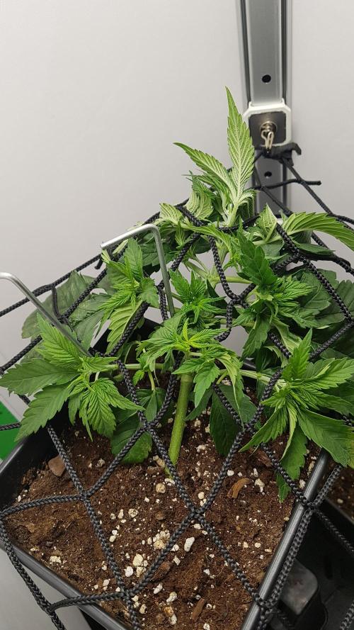 White coconut pie. Week 3