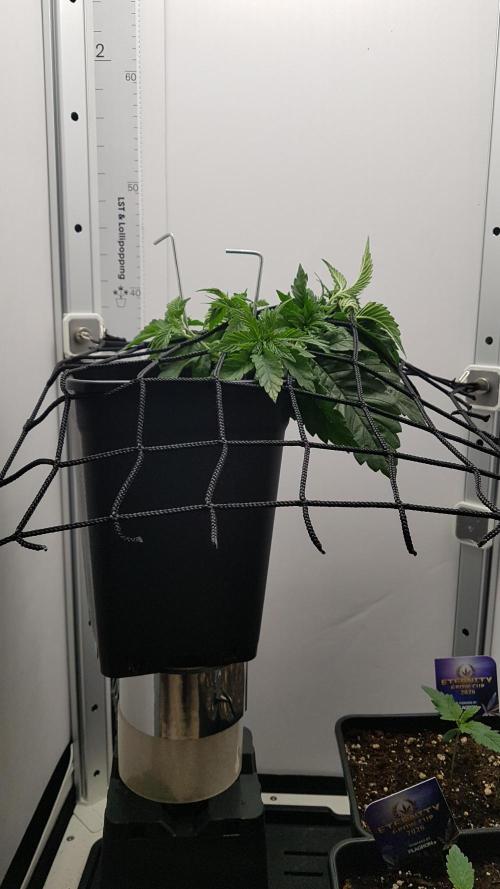 White coconut pie. Week 3