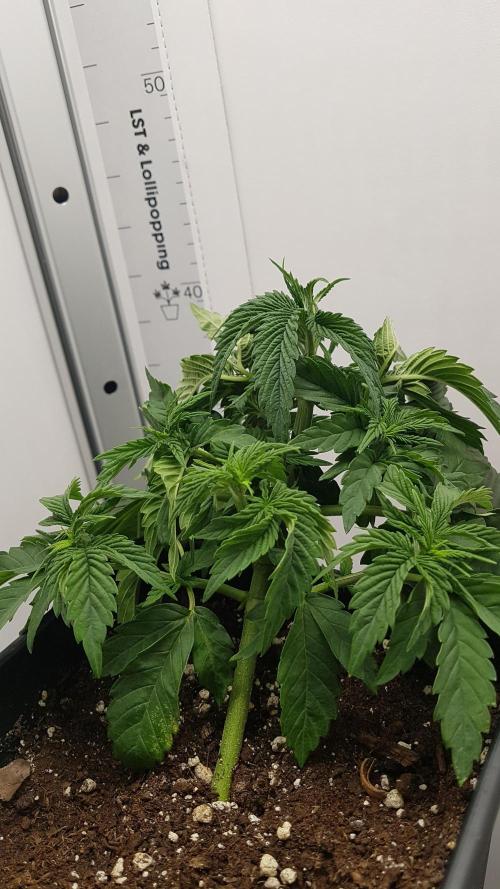 White coconut pie. Week 3