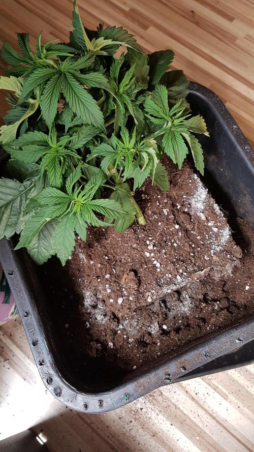 White coconut pie. Week 3