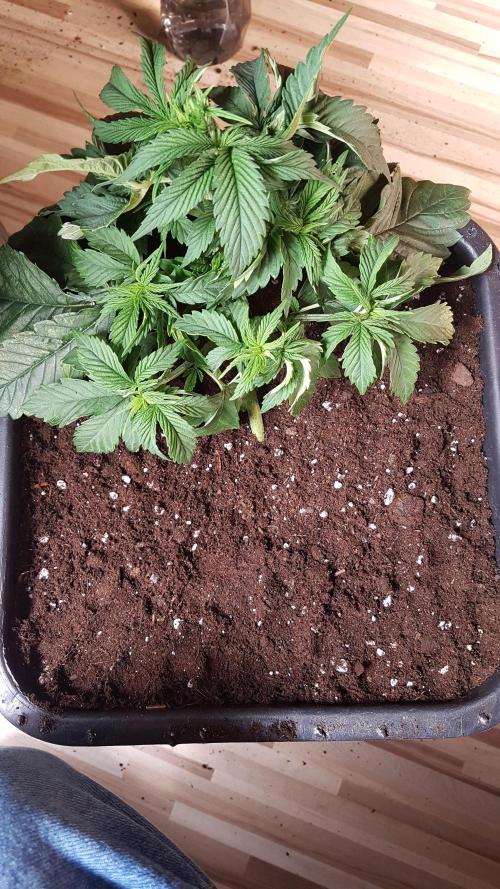 White coconut pie. Week 3