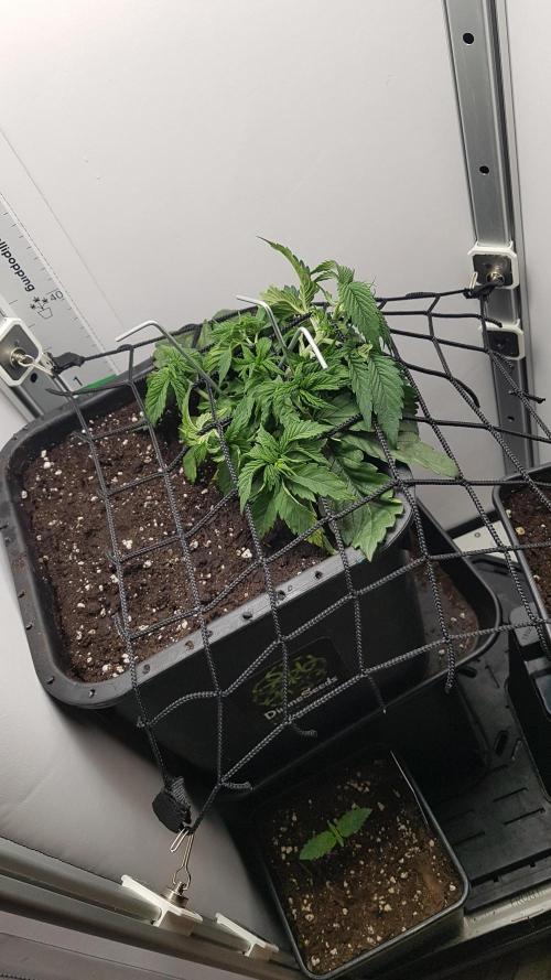 White coconut pie. Week 3