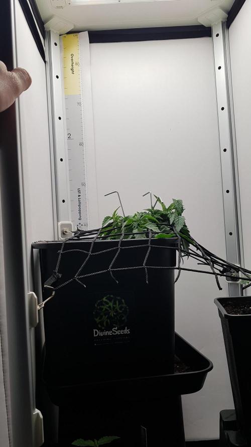 White coconut pie. Week 3