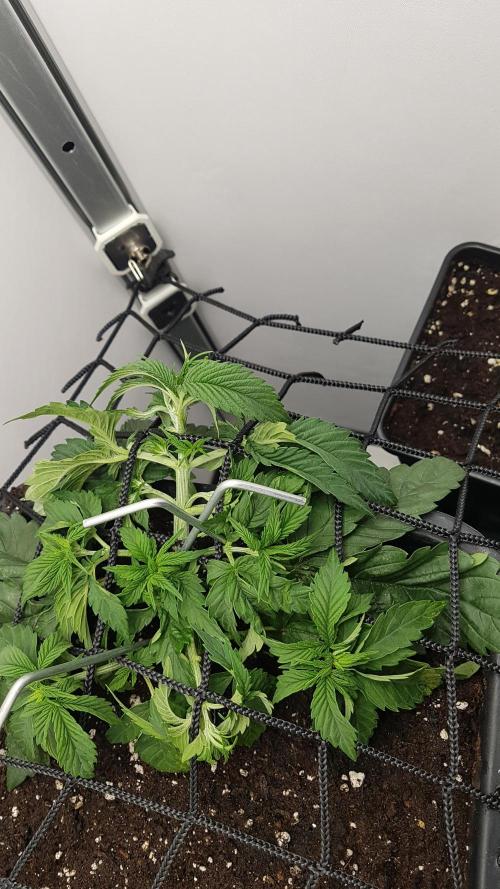 White coconut pie. Week 3