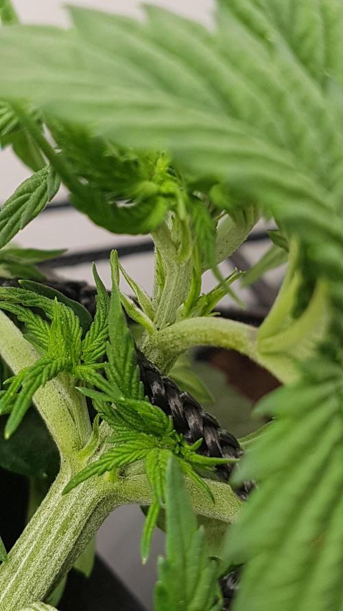 White coconut pie. Week 3