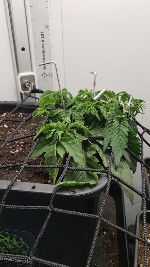 White coconut pie. Week 3