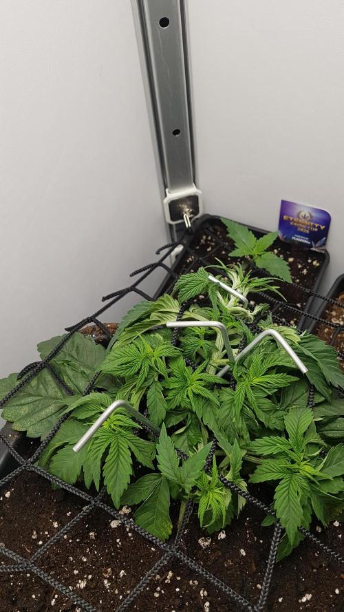 White coconut pie. Week 3