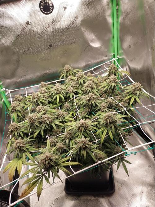 Gmo x Rootbeer. Week 7