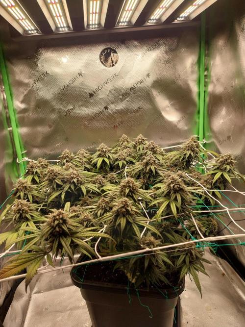 Gmo x Rootbeer. Week 7