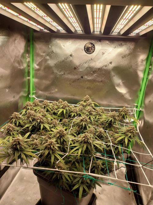 Gmo x Rootbeer. Week 7