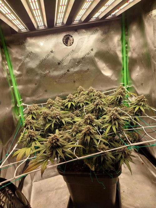 Gmo x Rootbeer. Week 7