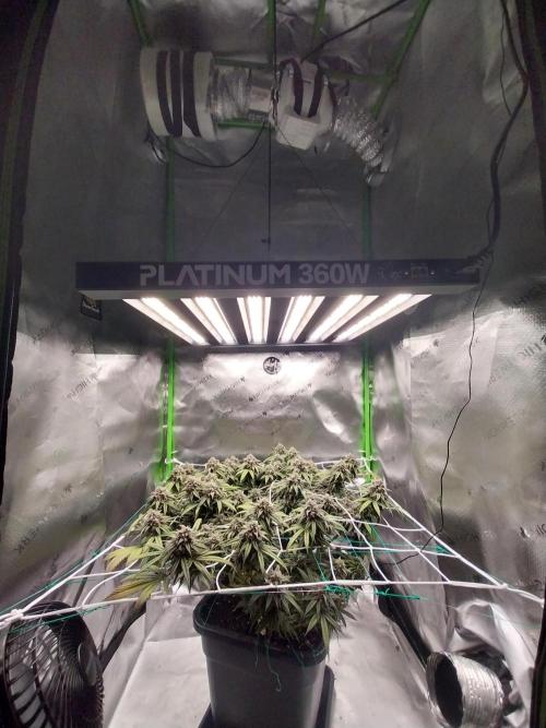 Gmo x Rootbeer. Week 7