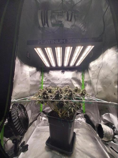 Gmo x Rootbeer. Week 7