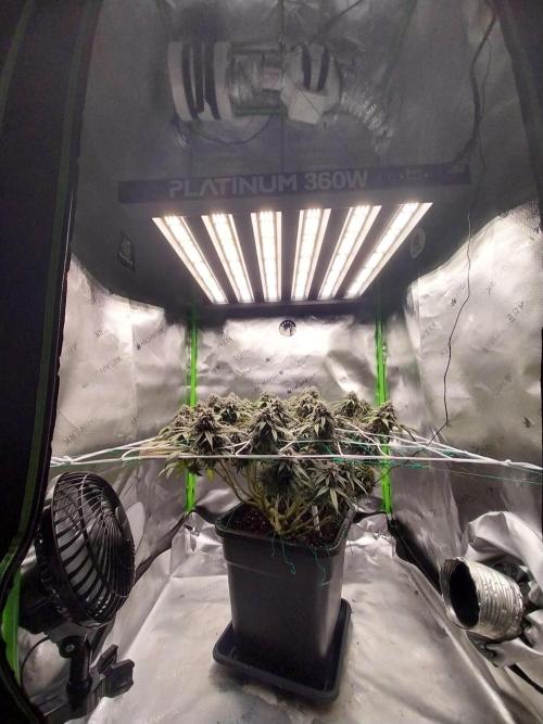 Gmo x Rootbeer. Week 7