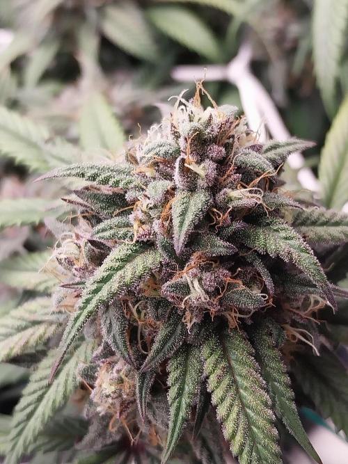 Gmo x Rootbeer. Week 7
