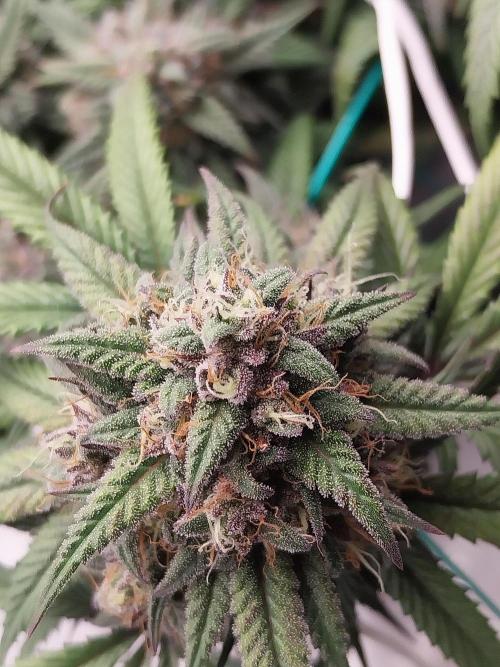 Gmo x Rootbeer. Week 7