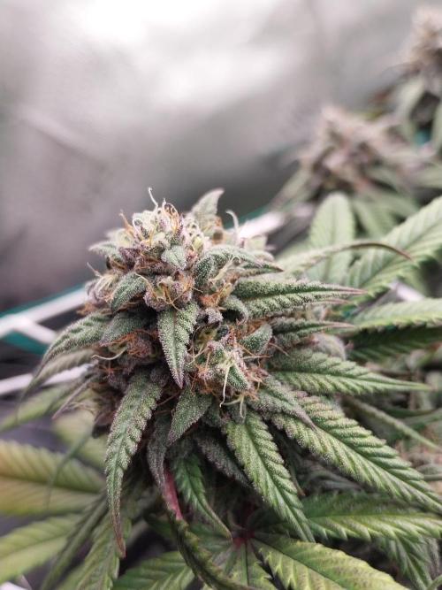 Gmo x Rootbeer. Week 7