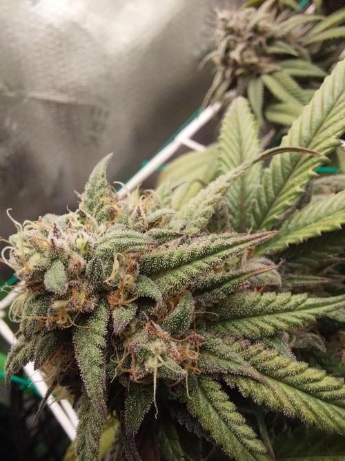 Gmo x Rootbeer. Week 7