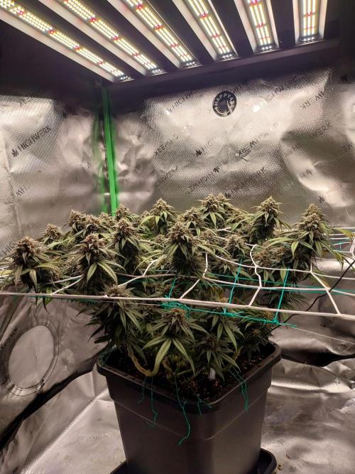 Gmo x Rootbeer. Week 7