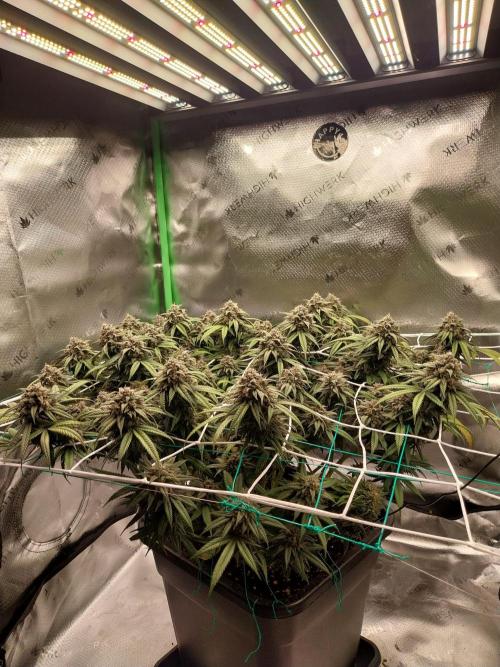 Gmo x Rootbeer. Week 7