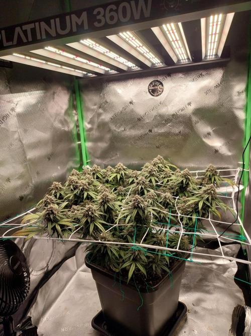 Gmo x Rootbeer. Week 7