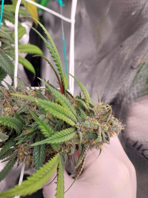 Gmo x Rootbeer. Week 7
