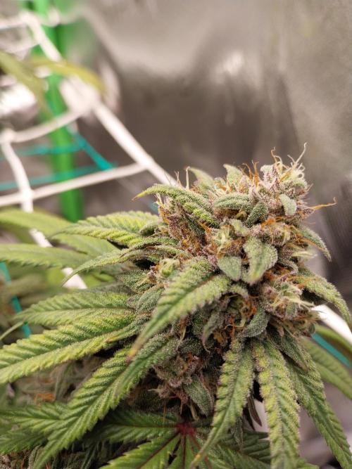 Gmo x Rootbeer. Week 7
