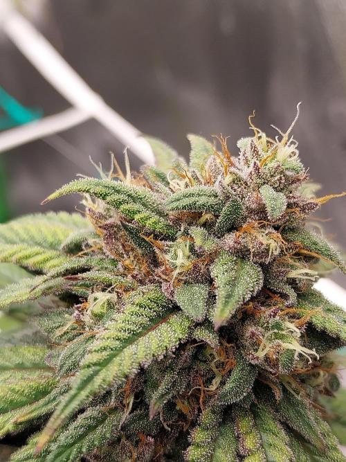 Gmo x Rootbeer. Week 7