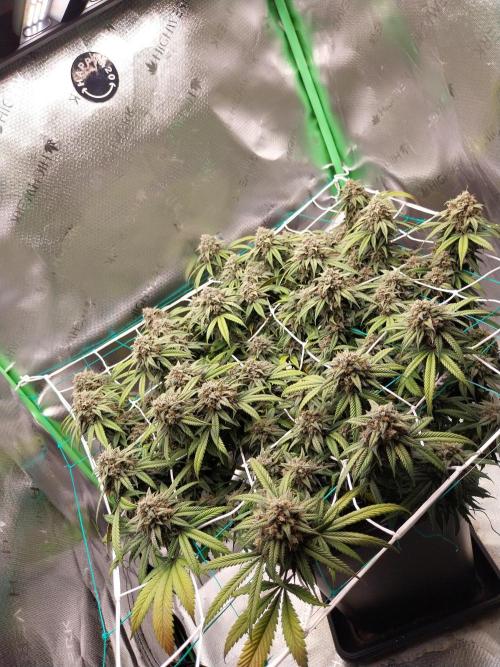 Gmo x Rootbeer. Week 7