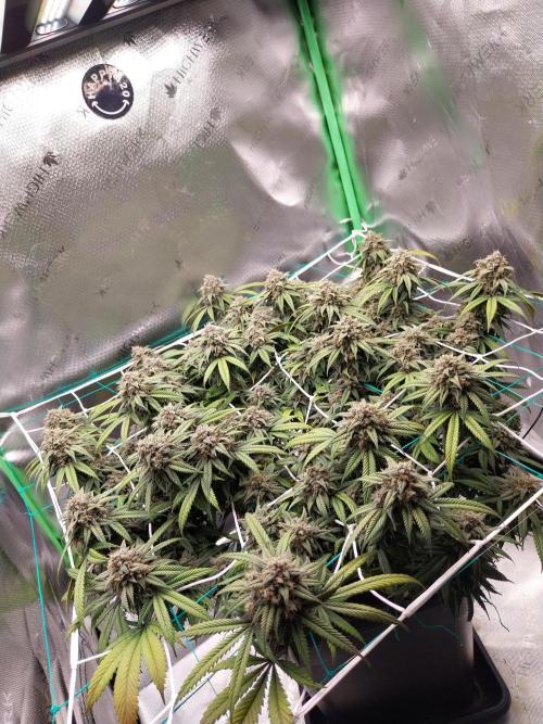 Gmo x Rootbeer. Week 7