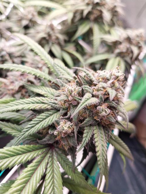 Gmo x Rootbeer. Week 7