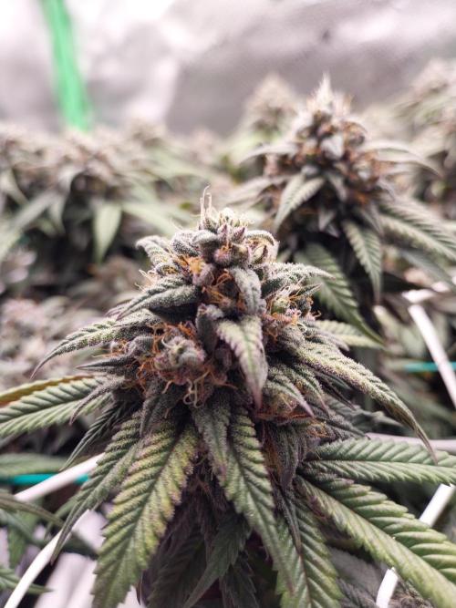Gmo x Rootbeer. Week 7