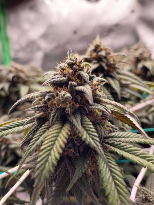 Gmo x Rootbeer. Week 7