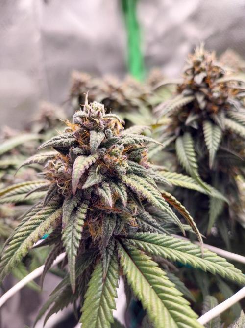 Gmo x Rootbeer. Week 7