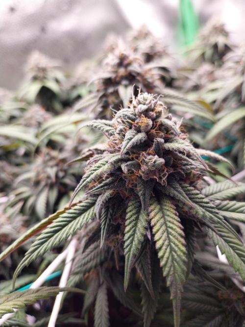 Gmo x Rootbeer. Week 7