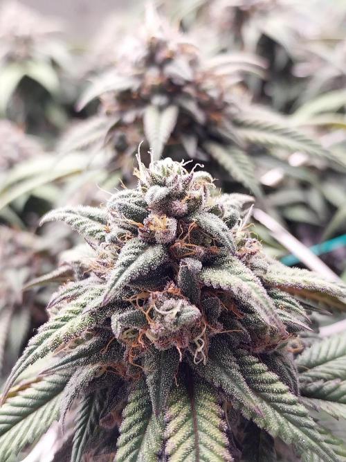 Gmo x Rootbeer. Week 7